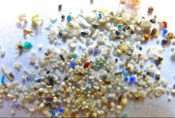 Microplastic poses a growing concern in oceans and other aquatic habitat - Credit - Image by 5Gyres, courtesy of Oregon State University